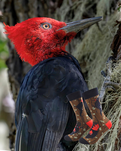 Calcetines Carpintero Negro