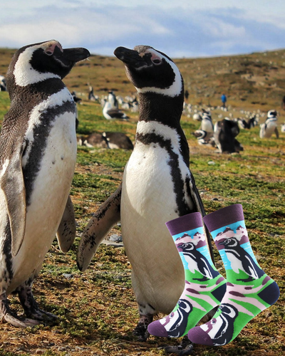 Calcetines Pingüino Magallanes
