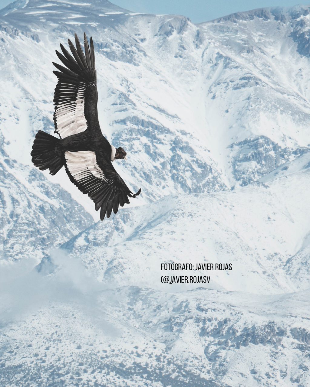 Calcetines Cóndor Rosado