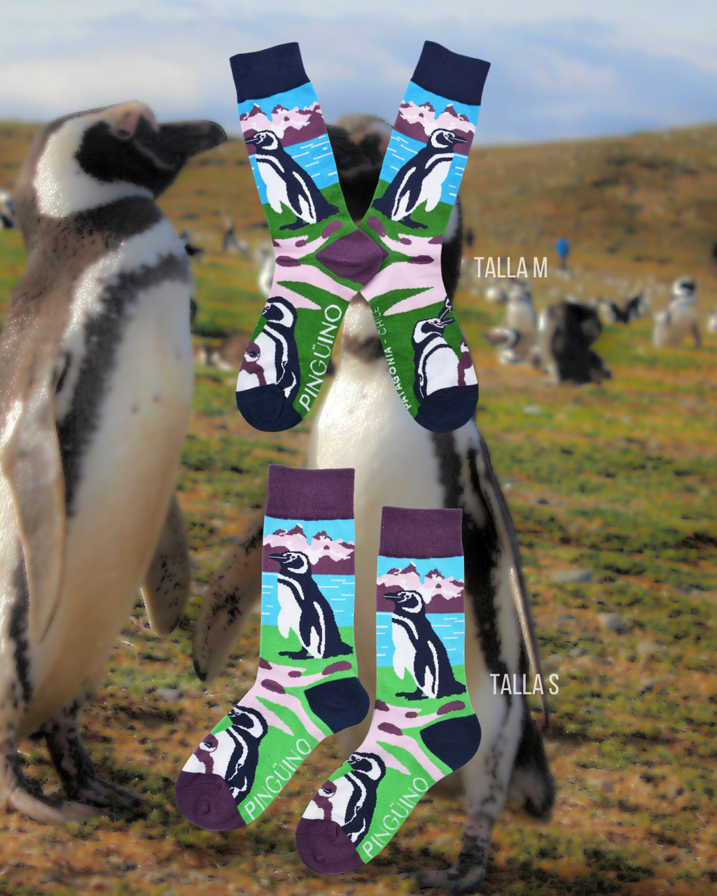 Pingüino Magallanes