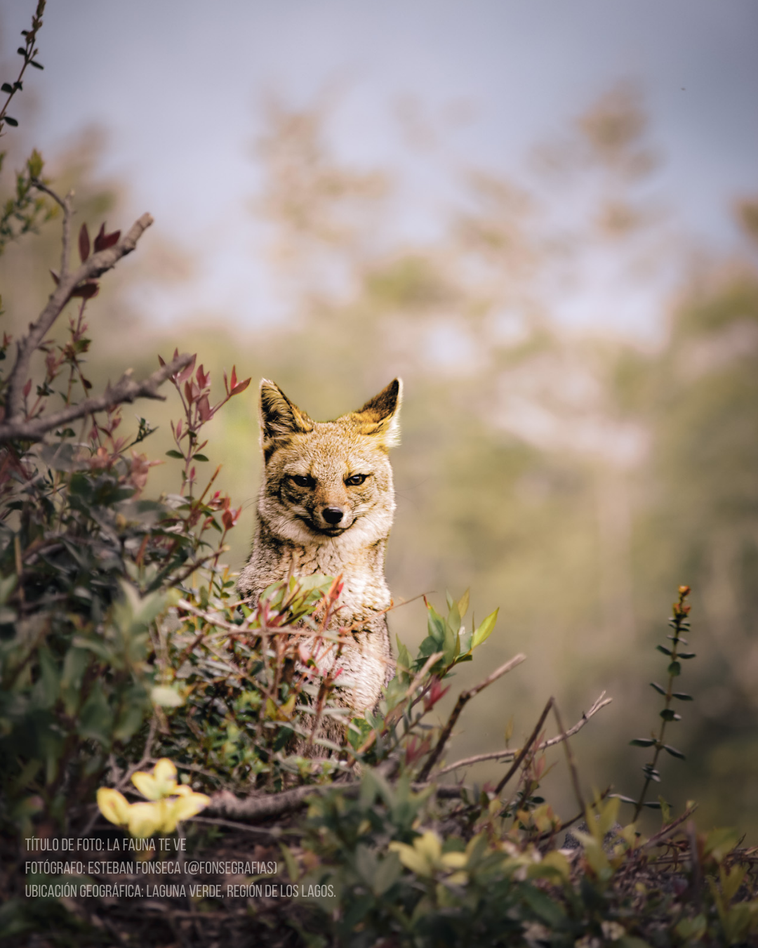 Calecetines Zorro Culpeo