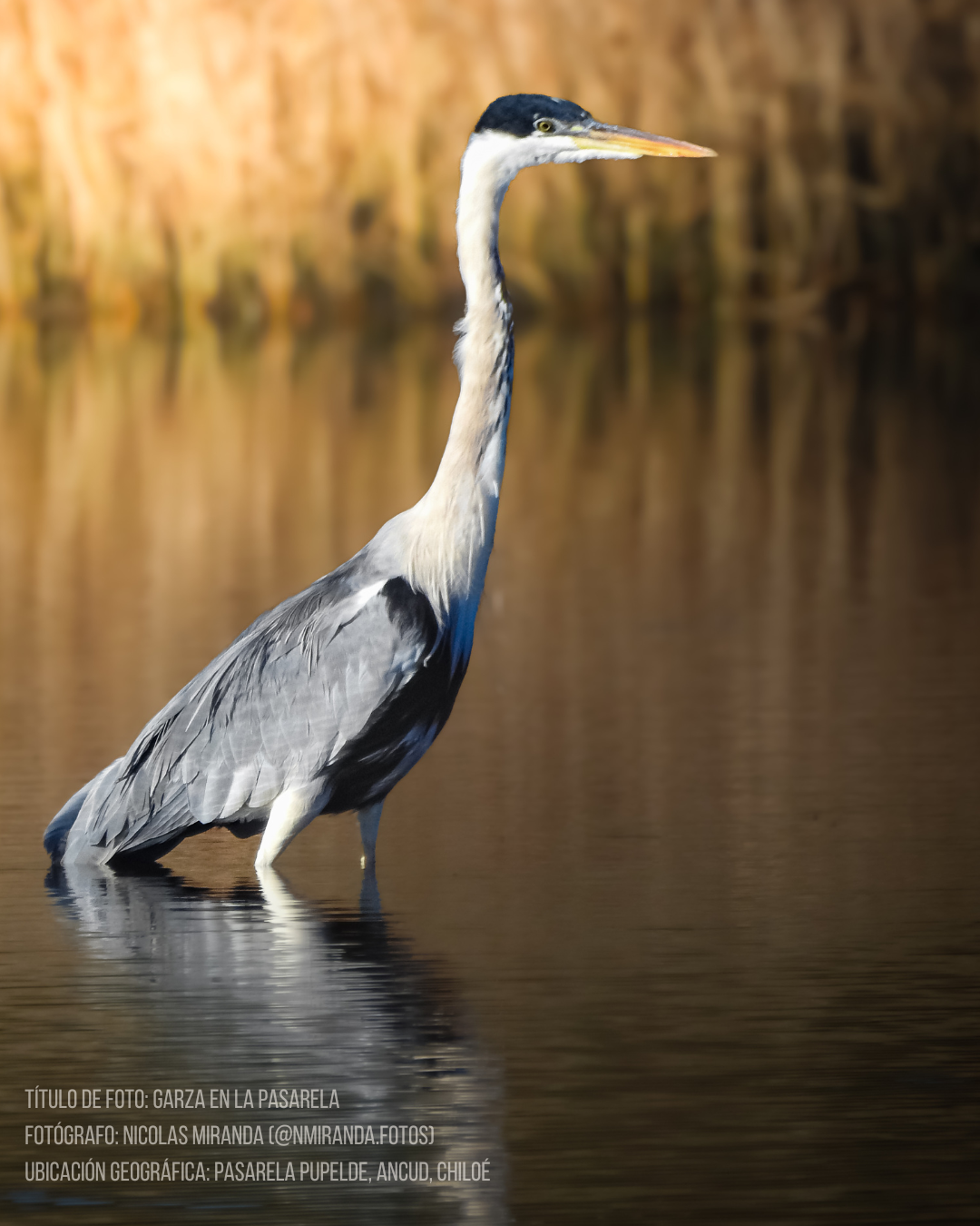Calcetines Garza Cuca