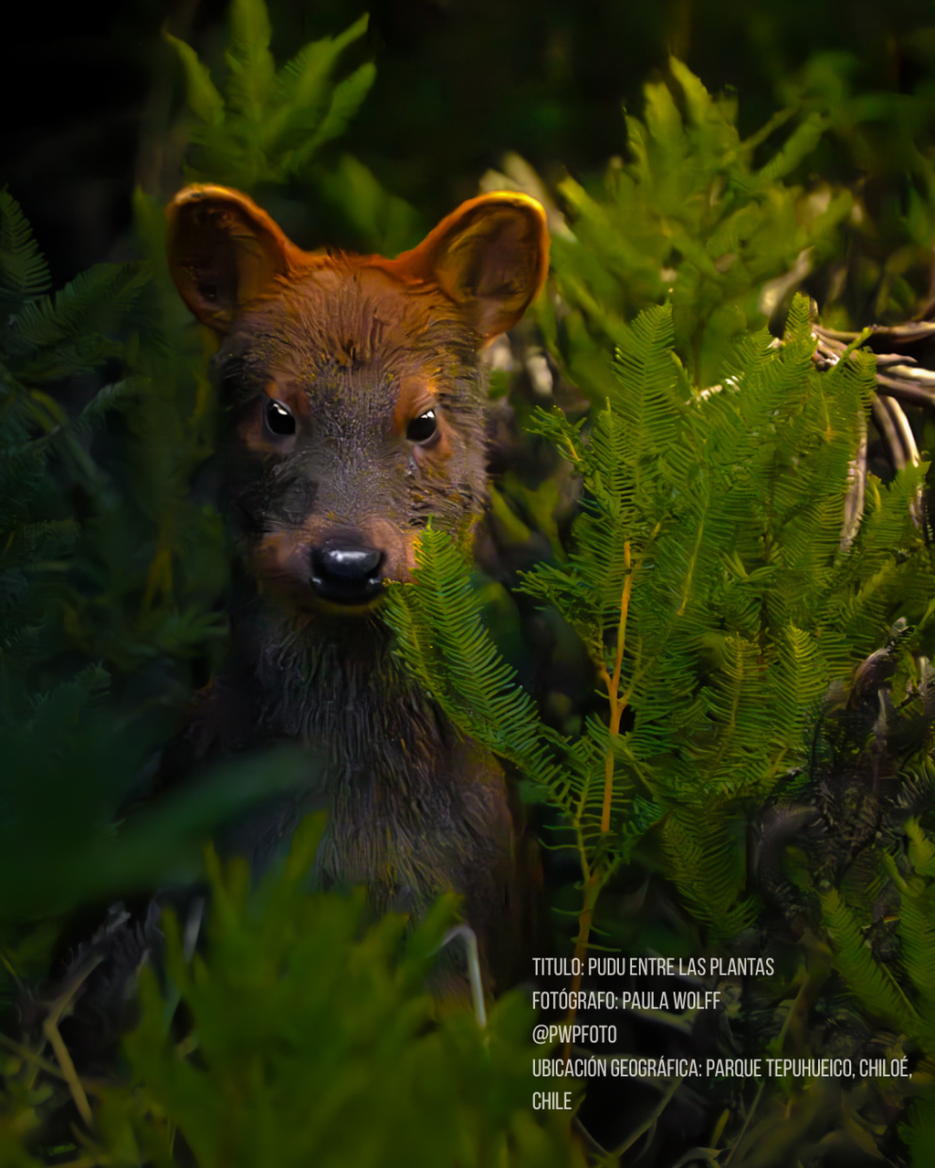Calcetines Pudú