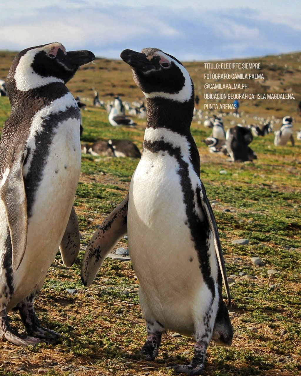 Pingüino Magallanes